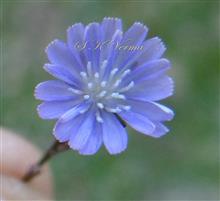  Capitulum with 19 ray florets